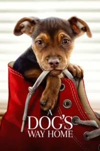 a dogs way home 2019
