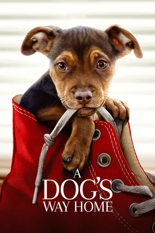 a dogs way home 2019