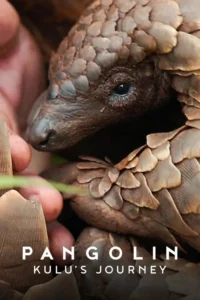 pangolin kulu s journey 2025
