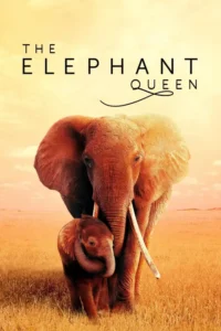 the elephant queen 2019
